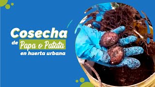 🥔 Cosecha de papa o patata en huerta urbana 🌱 Excelente cosecha en maceta  🍟