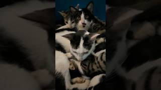 Cuddling each other #cat #kitten #kitty #catlover #funnykittens #crazykitty #shortsvideo