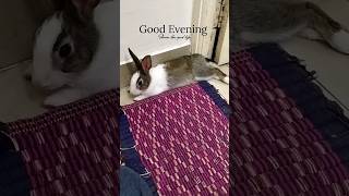 Cute Pet Rabbit bunny#trending #viral #yt #cute #funnyvideo #shorts #status #new #song #motivation