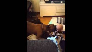 Amstaff vs baby