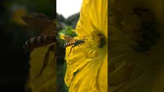 GoPro Macro -Green Bees