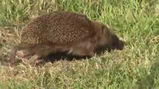 Busy hedgehog in our garden.