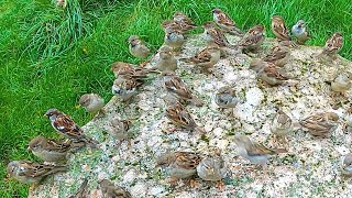 The Sparrow Feeding Rock [4K60] Never Before Seen Footage