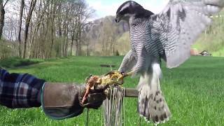 Goshawk vs Crows 12