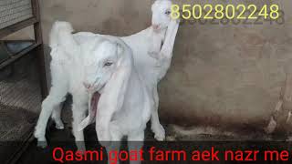 Sojat goats male. sojat gots female