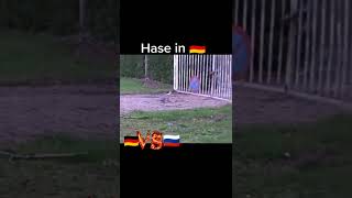 Hase 🐰 in Russland 🇷🇺 VS Deutschland 🇩🇪