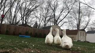 Picking on the jumbo pekin ducks; Dilly the drake and his ladies: Yum Yum, Peek-A-Boo, and Happy!