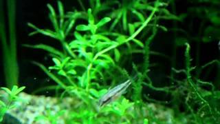 Kribensis 27 days old   eating Artemia