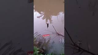 pejuang keluarga macing d sungai#vidioshort #pejuangkeluarga #fypシ゚viral #mancing #ikan