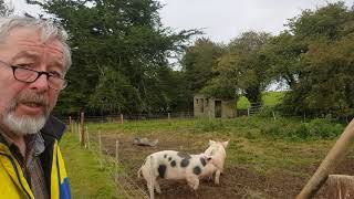 Area need to raise pigs.