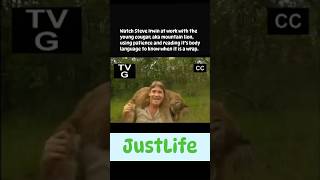 Watch Steve Irwin at Work with a Young Cougar