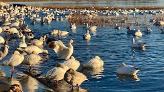 Never seen this before, so funny, a flock of snow-geese dropping from the sky and starting to bathe