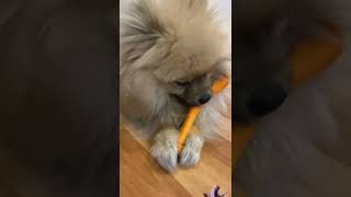 Yummy carrot #short #animals