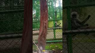 Ranchi zoo house monkey area