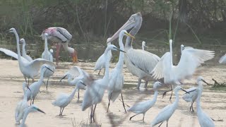 Kazhuveli bird sanctuary |Terns and egrets Hunting fishes in Huge numbers