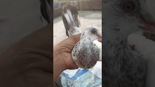 #kabutar #pigeon #pigeons #g #birds #pigeonpose #h #kabutarbazi #highflyerpigeons #bird #pigeonlove