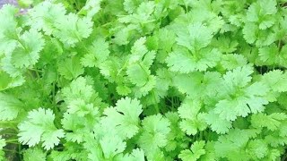 دھنیا اگانے کا طریقہ Coriander Sowing method