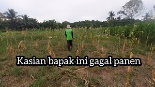 petani transmigrasi gagal panen