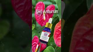 Try Shanti Kai's  Anthurium for increased focus and creativity.