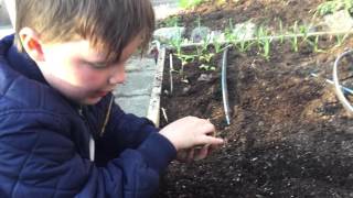 Learn how to plant seeds in your vegetable garden