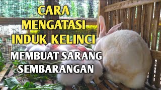 CARA ATASI INDUK KELINCI MEMBUAT SARANG SEMBARANGAN,INI SOLUSINYA!!!