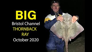 BIG Bristol Channel Thornback Ray