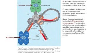 Treatment of MDR/XDR-TB: Patient selection and regimen design