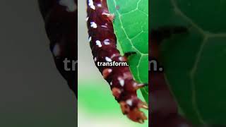 3 Mind Blowing Facts About Caterpillars!🐛🐛😲😱😱 #shorts #facts #funny #caterpillar