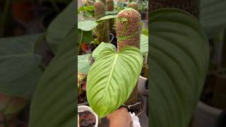 nursery visit in shikharpur|Indoor plant collection ​@banita21 ​#youtubeshorts#viral#shorts#plants