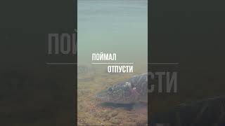 Поймал - отпусти! #shorts #рыбалка