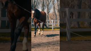 Arabic horse hd horse riding #animals #reels