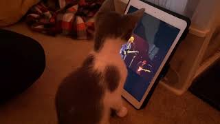 Kitten Mesmerized by Music