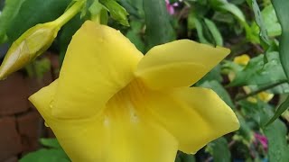 sunday garden overview after rain 🌧 सन्डे का गार्डनओर्व्यूज़ ,बारिश खत्म होने के बाद#mysmallgarden