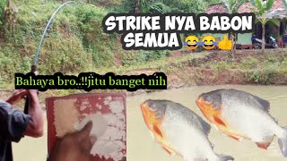 Lihat Hasilnya bro,,99,9%Galak..!! Gara gara umpan ini,,umpan paling jitu ikan bawal