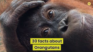 30 facts about Orangutans #orangutan #facts