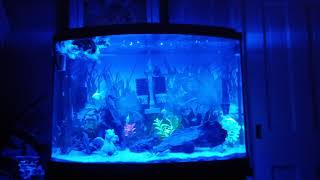 Glowing Fish Tank