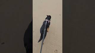 POV Beach Walk #dog #beachwalk #beach #australia #kelpie #fitness #motivation #nature #mentalhealth