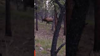 Elk Camp | MOTV Moments