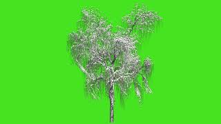 Snowy Tree green screen effect | Winter tree in green screen video | Snow Green Screen Effect