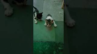 Learning to climb steps #cat #kittty #funnykittens #crazykitty #catlover #shortsvideo