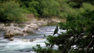 Is Piano Music REALLY Better Than Nature Sounds for STRESS RELIEF?