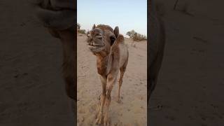 Baby camel in the desert in a happy mood #shortsfeed #youtubeshorts #الجمال #camel #animals