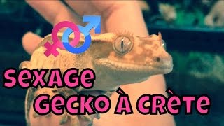 Gecko à crète : Sexage