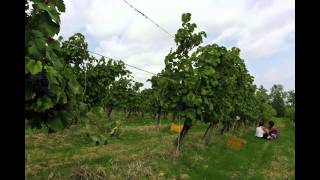 Vendemmia Le Casalte