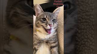 Funny Animals Videos 🤣 | Ep. 612 #shorts #viral #funny