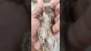 ఉడుత పిల్లని కాపాడం #shots #ytshots #shotfeeds #squirrels