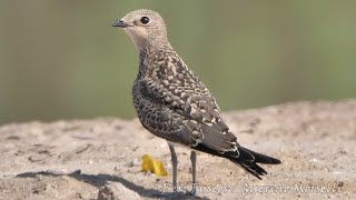 Giovani Pernici di mare - Young Collared pratincole (Glareola pratincola)