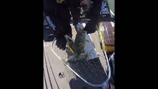 Torneio Ponte Quinca Mariano MG #pesca #shortvideo #fishing #pescadores #fishingvideo