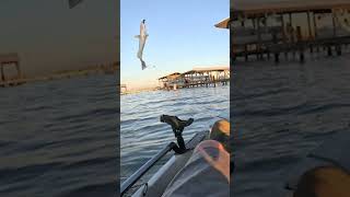 White Trout by the boat docks