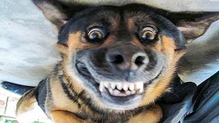 Funny dog comedy video